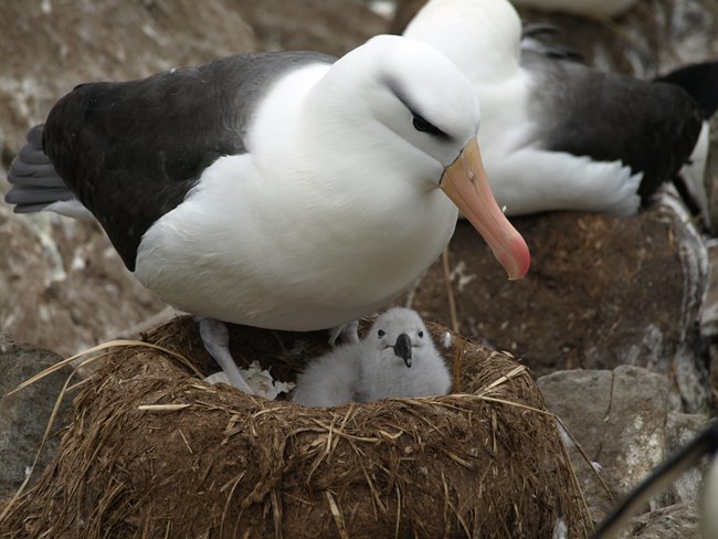 ../../Pictures/241209/115 blackbrowded Albatross.JPG